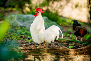 beautiful  rooster. white rooster