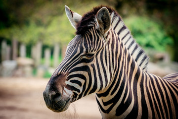 Fototapeta na wymiar Zebra close up portrait