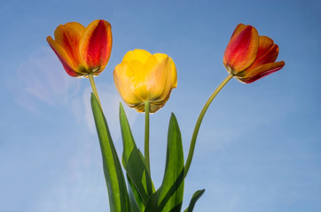 Naklejka premium Three tulips lit by the sun against the blue sky.