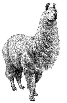 Black And White Engrave Isolated Lama Illustration