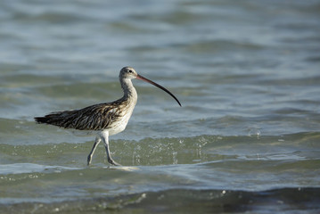 Eurasian curlew at Busaiteen coast, Bahrain