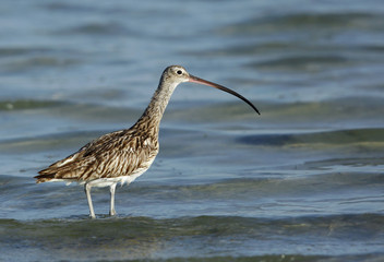Eurasian curlew