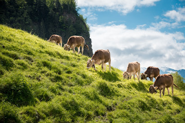 Milchkühe in den Alpen, Kühe grasen an einem steilen Abhang