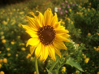 Sunflower field 