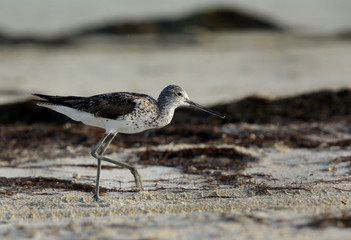 Common greenshank 