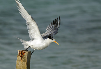 Terns are seabirds in the family Sternidae
