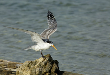 Lesser Crested tern on rock