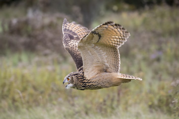 Eurasian Eagle Owl