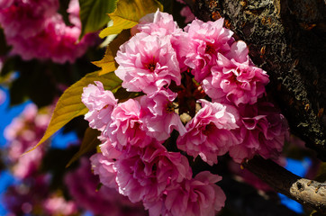 Blossoming branches of sakura