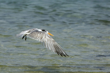 Lesser Crested tern flying