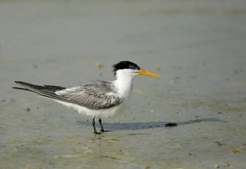 Fototapeta premium Lesser Crested tern at Busaiteen coast, Bahrain