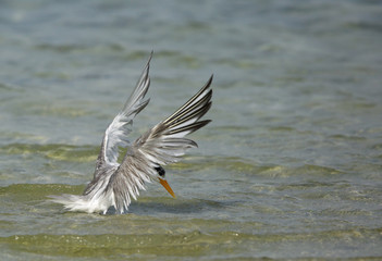  Lesser Crested tern lifting up 