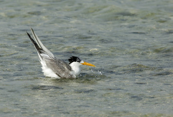  Lesser Crested tern bathing with splash of water, Bahrain 