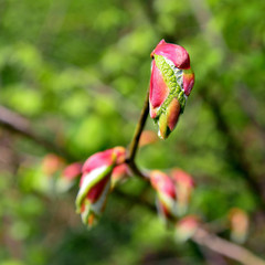 flower bud
