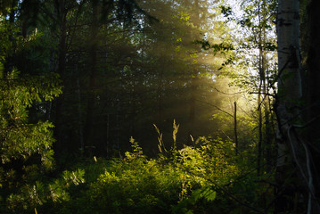 sunlight penetrating through dense foliage in the shady twilight of the undergrowth..