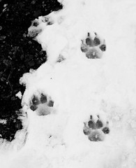 Dog tracks in the snow