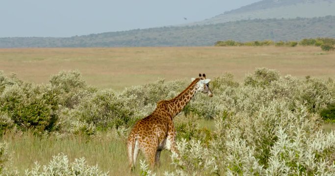 Masai Giraffe Walking; Maasai Mara Day 3; Maasai Mara, Kenya, Africa