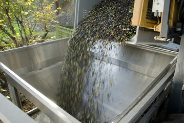 harvesting olives from plants, in a tank, washed, cleaned with machine in olive oil factory that...