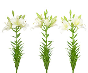 Three white lilies