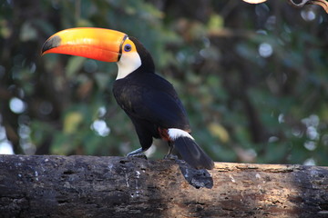 Obraz premium Toco Toucan