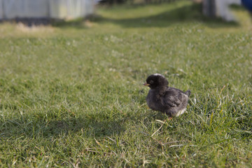 Obraz premium Newborn chicken on a meadow