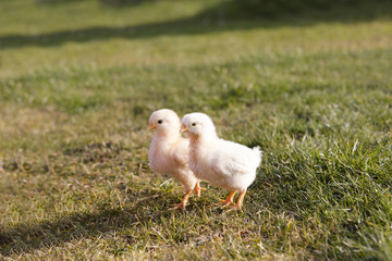 Young chicken on a meadow