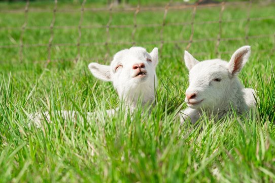Zwei Schaflämmer liegen im Gras