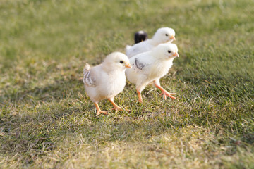 Newborn chicken on a meadow