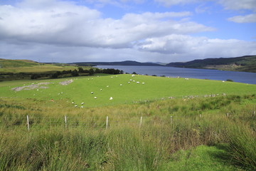 Fototapeta na wymiar Wiese, Weide am Loch Duntelchaig, Inverness shire im schottischen Hochland, 