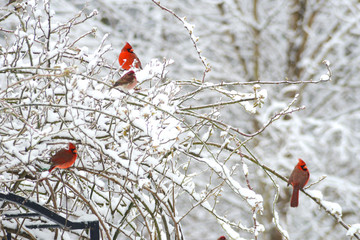 Three Cardinal Birds are perched together in a snowy bush.