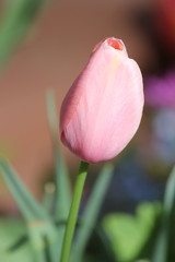 Pastel Pink Tulip