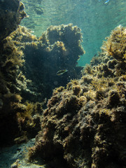 Underwater view of parrotfish at stones in Mediterranean sea
