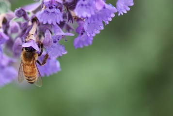 Honeybee close-up