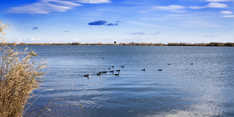 Aves acuáticas en la desembocadura del Ebro
