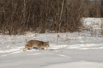 Canadian Lynx (Lynx canadensis) Stalks Right