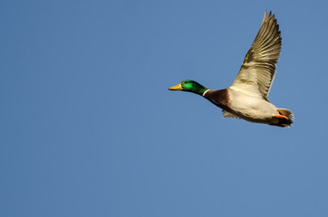 Mallard Duck Flying in a Blue Sky