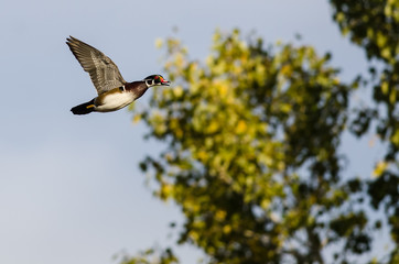 Male Wood Duck Flying Past an Autumn Tree