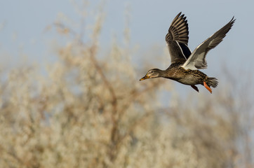 Mallard Duck Flying Past the Autumn Trees