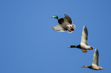 Mallard Duck Flying in a Blue Sky