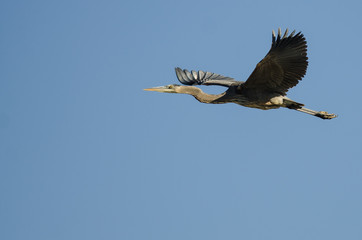 Great Blue Heron Flying in a Blue Sky
