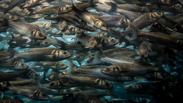 Fische