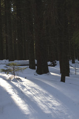 Winter forest
