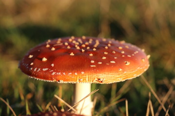 Fliegenpilz Abendsonne