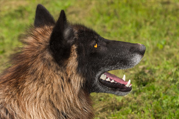 Naklejka premium Black Phase Grey Wolf (Canis lupus) Profile