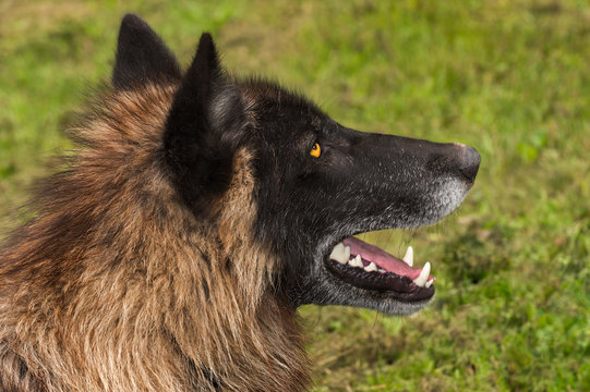 Fototapeta Black Phase Grey Wolf (Canis lupus) Profile