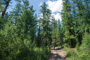 Fototapeta na wymiar Group of hikers walking in forest with high fir trees on trail at summer.