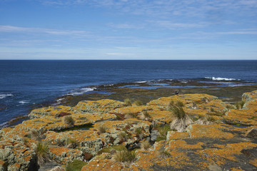 Colourful lichens and plants covering the rocky coastline of Bleaker Island on the Falkland Islands.