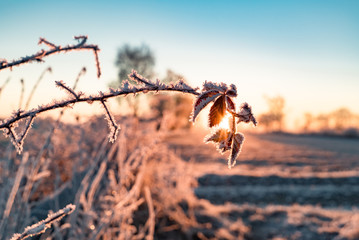 Winterzauber -Eiskristalle auf Sträuchern im Gegenlicht der aufgehenden Sonne