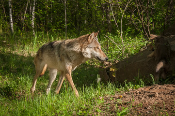 Grey Wolf (Canis lupus) Corners