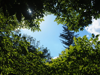 Daumen hoch im Wald!!